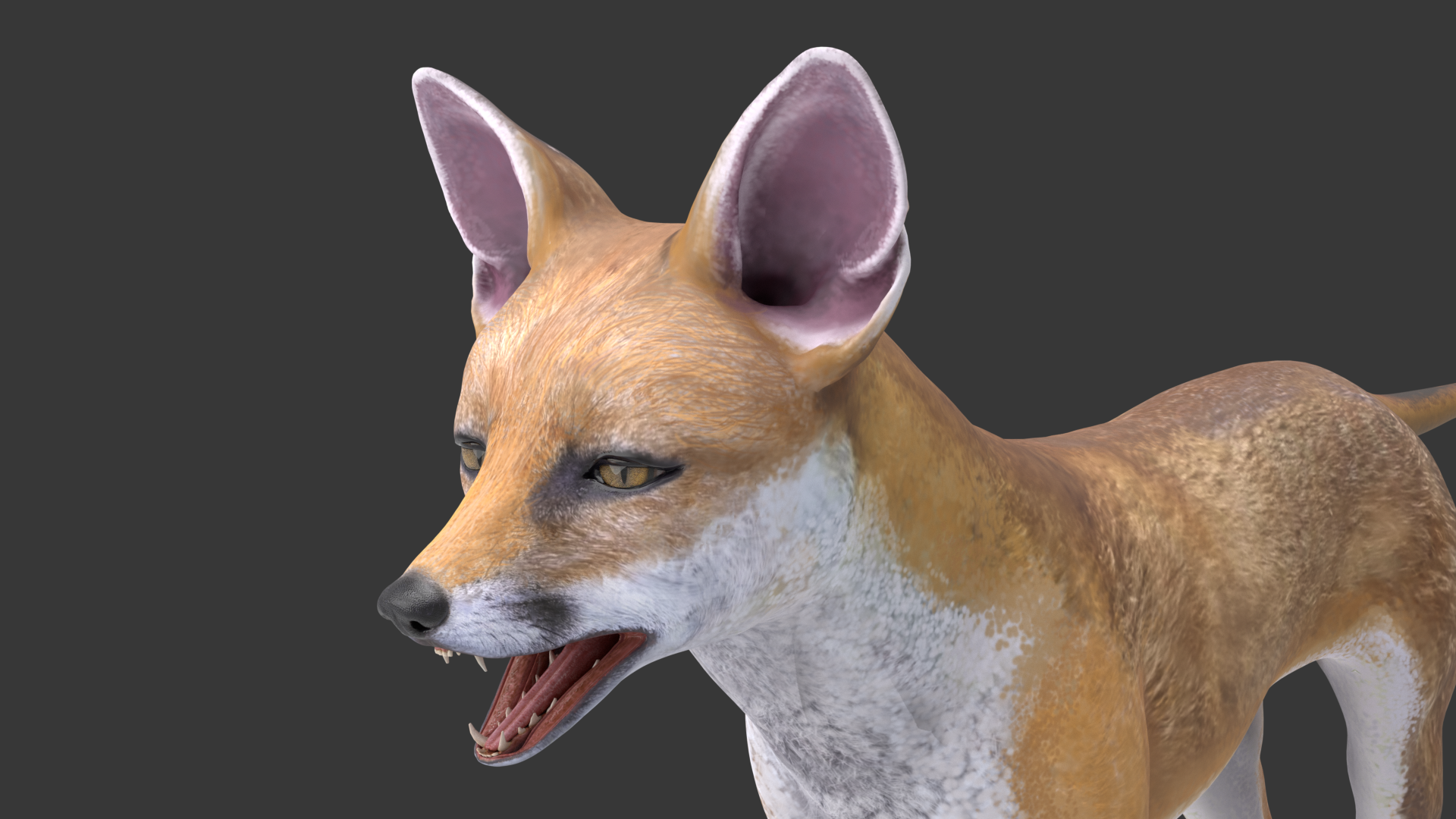 Red Fox with fur and Rig preview image 4